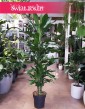 Dracena Fragrans Burundii , Dracaena Fragrans Burundii, sklep z roślinami online internetowy