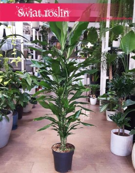 Dracena Fragrans Burundii , Dracaena Fragrans Burundii sklep Kraków z roślinami
