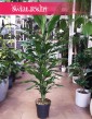 Dracena Fragrans Burundii , Dracaena Fragrans Burundii sklep Kraków z roślinami