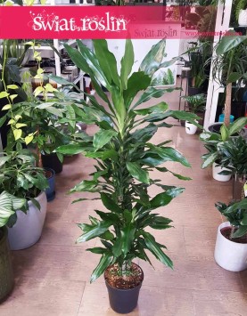 Dracena Fragrans Burundii , Dracaena Fragrans Burundii modne rosliny sklep online