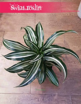 Dracena Fragrans Jade Jewel, Dracaena Fragrans Jade Jewel, Dracena Jadeitowy Klejnot sklep