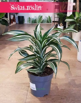 Dracena Fragrans Jade Jewel, Dracaena Fragrans Jade Jewel, Dracena Jadeitowy Klejnot rośliny doniczkowe online