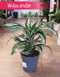 Dracena Fragrans Jade Jewel, Dracaena Fragrans Jade Jewel, Dracena Jadeitowy Klejnot rośliny doniczkowe online