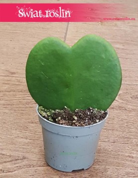 Hoya Kerrii, Hoja Kerrii, Hoja sercowata, Roślina serce, roślina dla zakochanych, liść serce roślina, roślina dla zakochanych