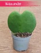 Hoya Kerrii, Hoja Kerrii, Hoja sercowata, Roślina serce, roślina dla zakochanych, liść serce roślina, roślina dla zakochanych