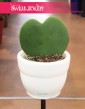 Hoya 'Kerrii' Hoja liść serce