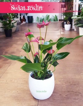 Anthurium Karma Purple, Anturium Karma Purple, Kitnia.