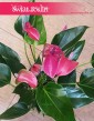 Anthurium Karma Purple, Anturium Karma Purple Kitnia sklep Kraków
