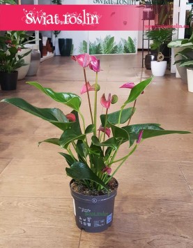 Anthurium Karma Purple kraków rośliny, Anturium Karma Purple, Kitnia.