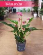 Anthurium Karma Purple kraków rośliny, Anturium Karma Purple, Kitnia.