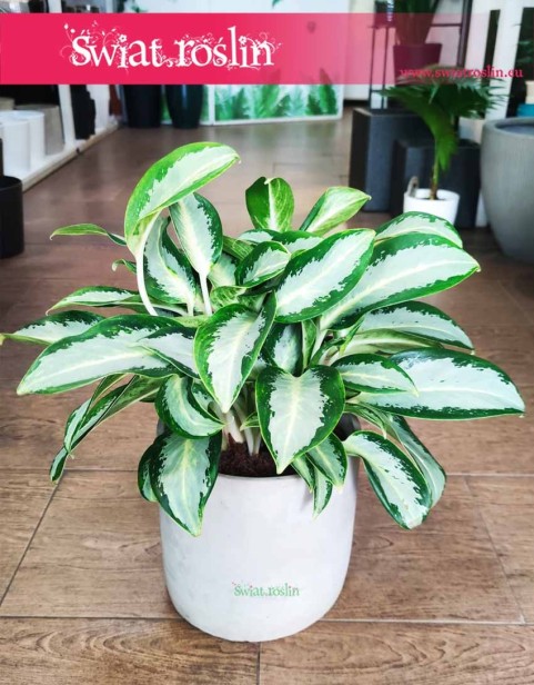 Aglaonema Silver Blue, Aglonema Silver Blue,