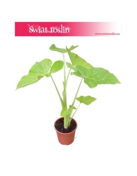 Alokazja, Alokazja Xanthosoma Lime