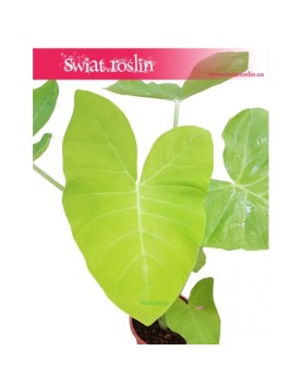 Alokazja, Alokazja Xanthosoma Lime, Alocasia Xanthosoma Lime, Alokazja Lime