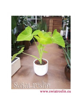 Alokazja, Alokazja Xanthosoma Lime, Alocasia Xanthosoma Lime, Alokazja Lime Zinger, Alocasia Lime Zinger,
