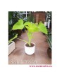 Alokazja, Alokazja Xanthosoma Lime, Alocasia Xanthosoma Lime, Alokazja Lime Zinger, Alocasia Lime Zinger,