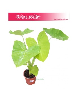 Alocasia Xanthosoma Lime, Alokazja Lime Zinger, Alocasia Lime Zinger, Colocasia Xanthosoma, Kolokazja Xanthosom