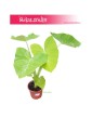 Alocasia Xanthosoma Lime, Alokazja Lime Zinger, Alocasia Lime Zinger, Colocasia Xanthosoma, Kolokazja Xanthosom