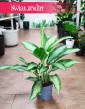 Aglonema Cleopatra, Aglaonema Cleopatra sklep online z insta wysyłka