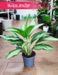 Aglonema Cleopatra, Aglaonema Cleopatra sklep internetowy wysyłka roślin