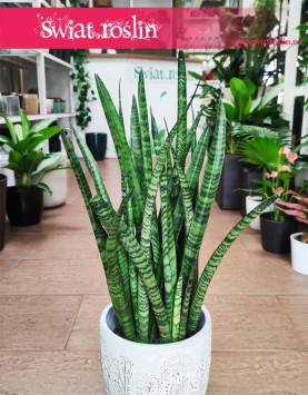 Sansevieria Zeylanica Narrow, Wężownica roślina, Sansewieria Zeylanica Narrow