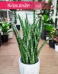 Sansevieria Zeylanica Narrow, Wężownica roślina, Sansewieria Zeylanica Narrow
