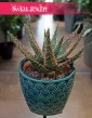 Aloe City Dannyz, Aloes City Dannyz, Aloe Dannyz, rośliny kraków, rośliny do biura, do hotelu, do firmy