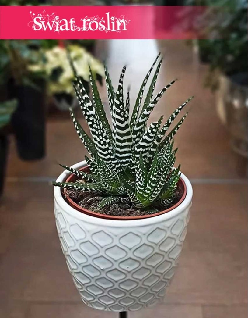 Rośliny doniczkowe, Haworsja Pasiasta, Haworthia Fasciata, Haworcja Pasiasta, rośliny egzotyczne sklep online