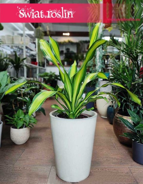 Dracaena Fragrans Charley, Dracena Wonna Charley, suża dracena sklep online, sklep Kraków