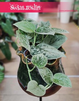 Scindapsus Pictus Silvery Ann, Epipremnum Pictus Silvery Ann,  kwiaty doniczkowe na parapet, do mieszkania, do biura