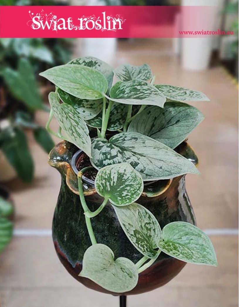 Scindapsus Pictus Silvery Ann, Epipremnum Pictus Silvery Ann,  kwiaty doniczkowe na parapet, do mieszkania, do biura