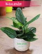 Scindapsus Marble Planet , Epipremnum Pinnatum Marble Planet, Monstera Karstenianum, sklep z roślinami
