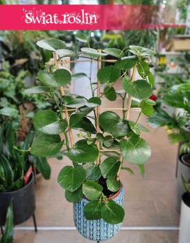 Parthenocissus Parrot, modna roślina doniczkowa, sklep z kwiatami doniczkowymi Kraków