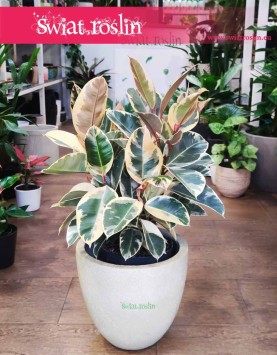 Fikus Elastica Tineke sklep internetowy, Ficus Elastica Tineke, Figowiec Sprężysty Tineke