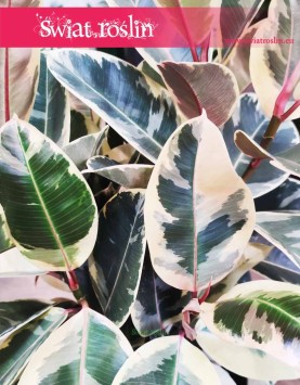 Fikus Elastica Tineke modne rośliny sklep, Ficus Elastica Tineke, Figowiec Sprężysty Tineke