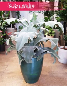 Kalansza Beharensis, Kalanchoe Beharensis, Pluszowe Uszy Słonia roślina