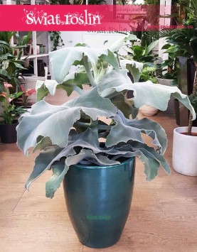 Kalansza Beharensis sklep w krakowie, Kalanchoe Beharensis, Pluszowe Uszy Słonia roślina