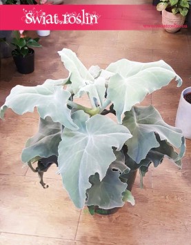 Kalansza Beharensis roślina kolekcjonerska sklep, Kalanchoe Beharensis, Pluszowe Uszy Słonia roślina