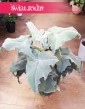 Kalansza Beharensis roślina kolekcjonerska sklep, Kalanchoe Beharensis, Pluszowe Uszy Słonia roślina