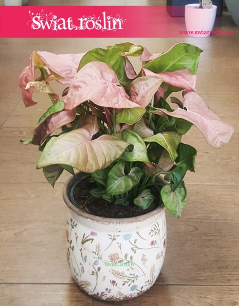 Syngonium Red Heart - sklep z roślinami Kraków wysyłka roślin