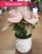 Syngonium Red Heart - sklep z roślinami internetowy online