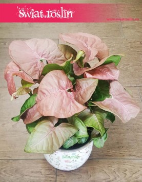 Syngonium Red Heart - modne rośliny sklep online wysyłka roślin