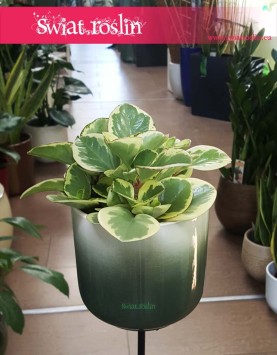 Peperomia Obtipan Bicolor, Peperomia Obtipan Variegata, Sklep z roślinami
