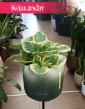 Peperomia Obtipan Bicolor, Peperomia Obtipan Variegata, Sklep z roślinami