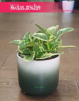 Peperomia Obtipan Bicolor, Peperomia Obtipan Variegata  rośliny kraków sklep