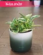 Peperomia Obtipan Bicolor, Peperomia Obtipan Variegata  rośliny kraków sklep