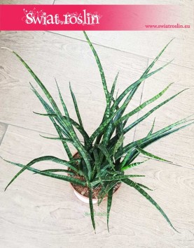 Sansevieria Fernwood Punk popularny sklep z roślinami doniczkowymi domowymi, Sansewieria Kirkii Fernwood Punk