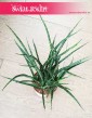 Sansevieria Fernwood Punk popularny sklep z roślinami doniczkowymi domowymi, Sansewieria Kirkii Fernwood Punk
