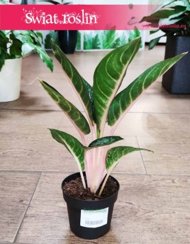 Aglaonema Orange Flame, Aglonema Orange Flame sklep z roślinami w Krakowie wysyłka roślin