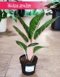 Aglaonema Orange Flame, Aglonema Orange Flame sklep z roślinami w Krakowie wysyłka roślin