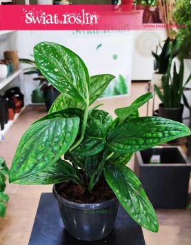 Scindapsus Marble Planet sklep z roślinami, Epipremnum Pinnatum Marble Planet, Monstera Karstenianum,